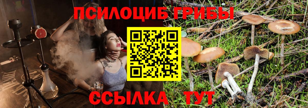 Галлюциногенные грибы Psilocybe Черногорск